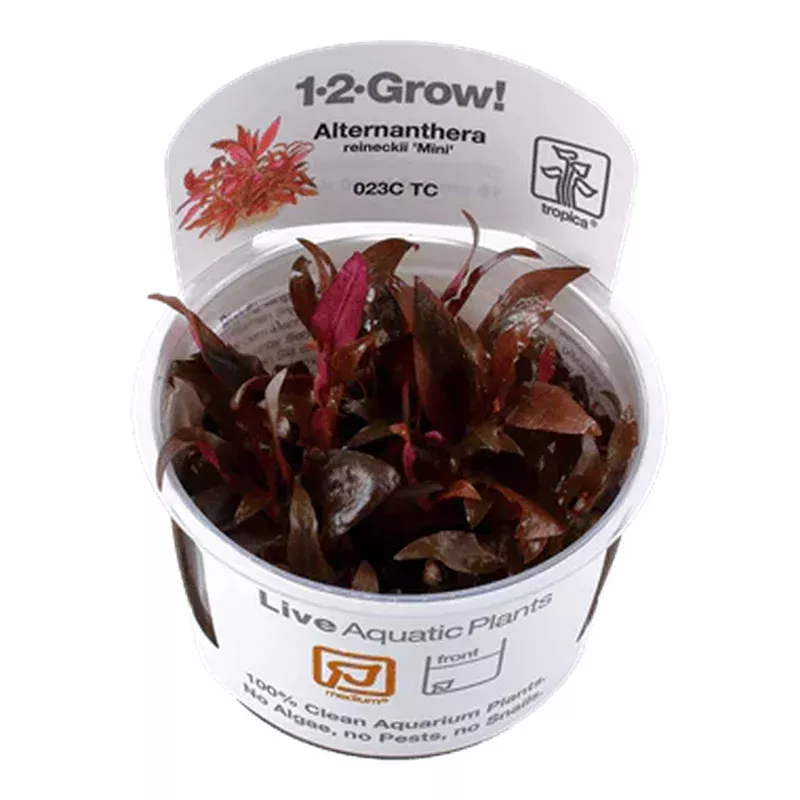 1-2-Grow! Alternanthera reineckii ‘Mini’