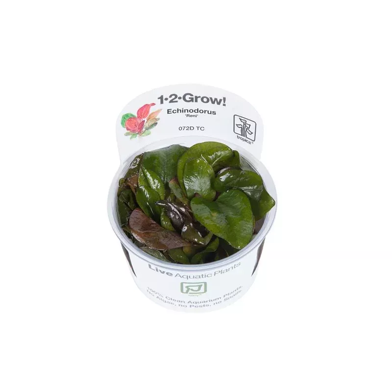 1-2-Grow! Echinodorus ‘Reni’