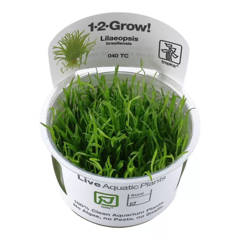 1-2-Grow Lilaeopsis brasiliensis
