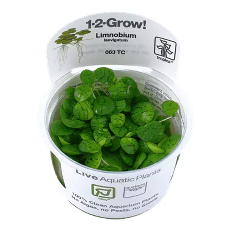 1-2-Grow! Limnobium laevigatum