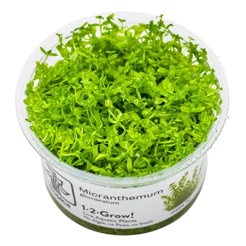 1-2-Grow! Plant Micranthemum glomeratum