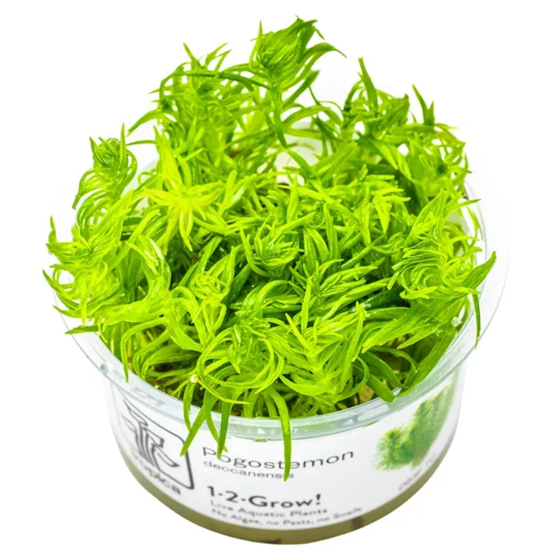 1-2-Grow! Plant Pogostemon deccanensis