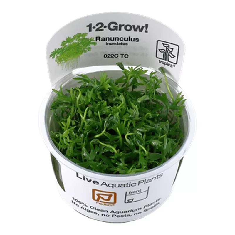 1-2-Grow! Ranunculus inundatus