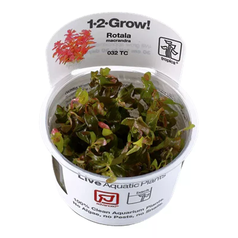 1-2-Grow! Rotala macrandra