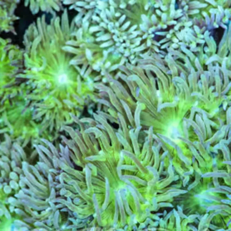 (10 Heads) Duncan Coral (1 – 2) – SAQ Coral Farm