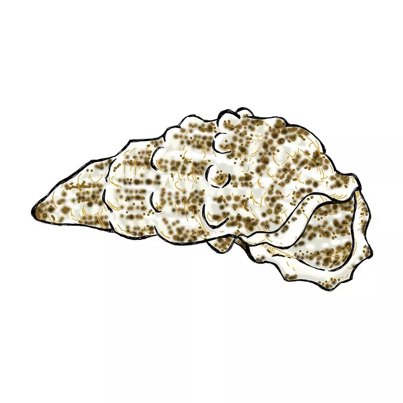 (10) Pack Cerith Snail (Cerithium SP) – Cleanup Crew