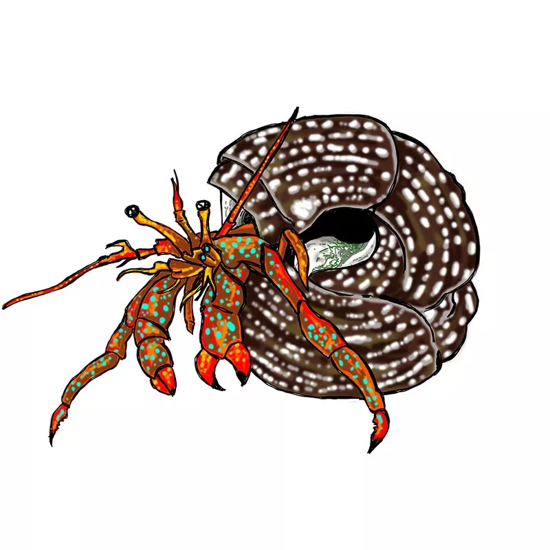 (10) Pack Red Legged Hermit Crabs (Clibanarius sp) – Cleanup Crew