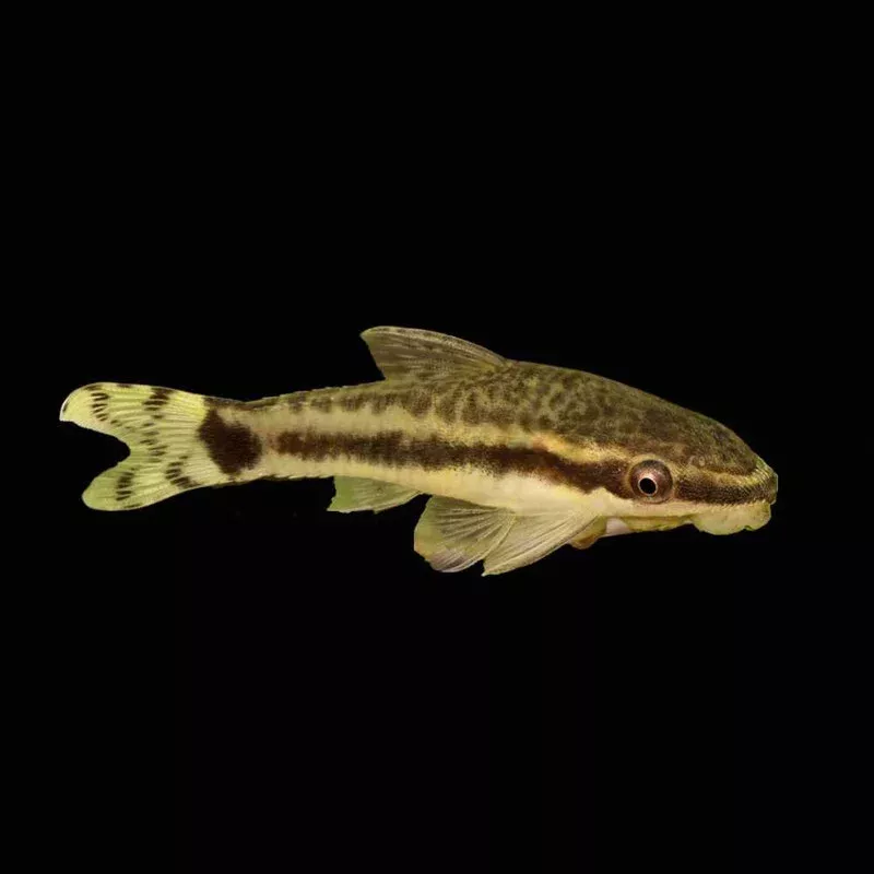 (12 PACK) Algae Eating Otocinclus Catfish(Freshwater) Fish – SAQ Chicago Fish