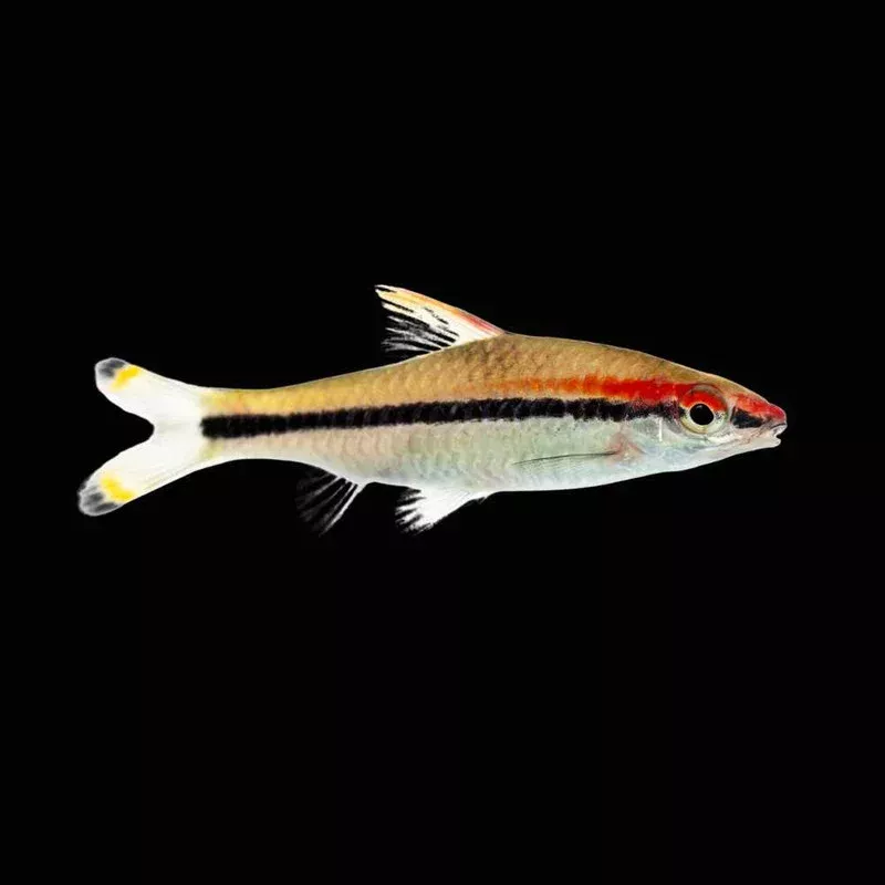 (12 Pack)Denison Barb (Freshwater) Fish – SAQ Chicago Fish