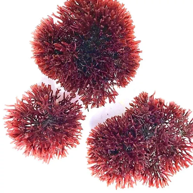 2 oz Spike Sphere Gracilaria (Gracilaria tikvahiae) – Algae Barn