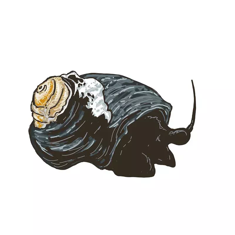 (25) Pack Black Margarita Snail (Margarites pupillus) – Cleanup Crew