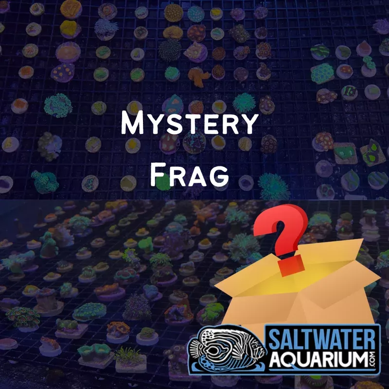 (25 Pack) Mystery Frag (ULTRA FRAGS GUARANTEED)(3/4 – 1) – SAQ Coral Farm