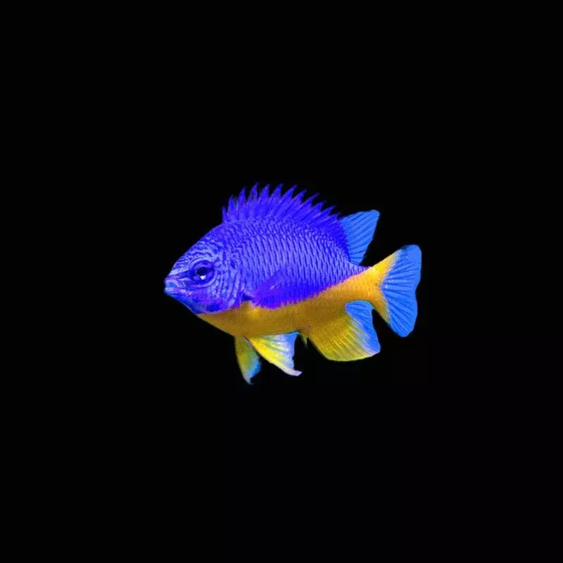 (3 Pack) Azure Damsel (Chrysiptera Hemicyanea) – SAQ Chicago Fish