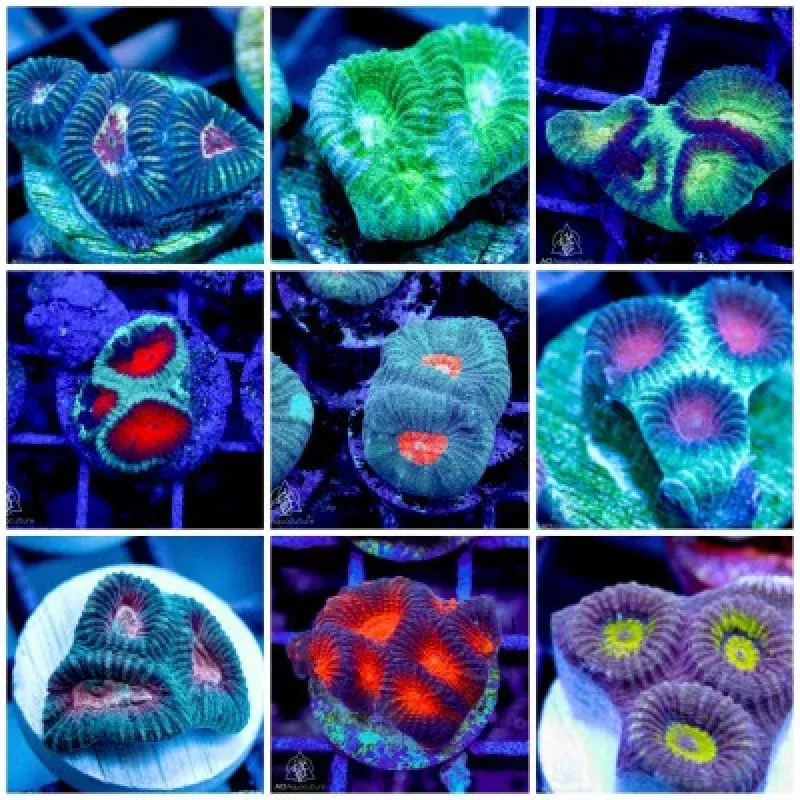 (3 PACK) Mystery ACI Ultra Favia Frag (3/4 – 1) – SAQ Coral Farm