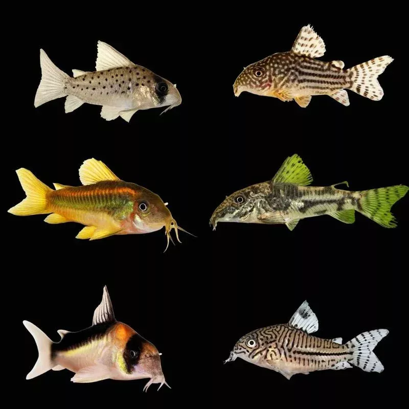 (3 Pack) Mystery Cory Catfish (Freshwater) Fish – SAQ Chicago Fish