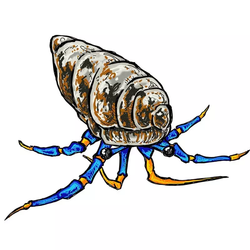 (5) Pack Blue Legged Hermit Crabs (Clibanarius sp) – Cleanup Crew