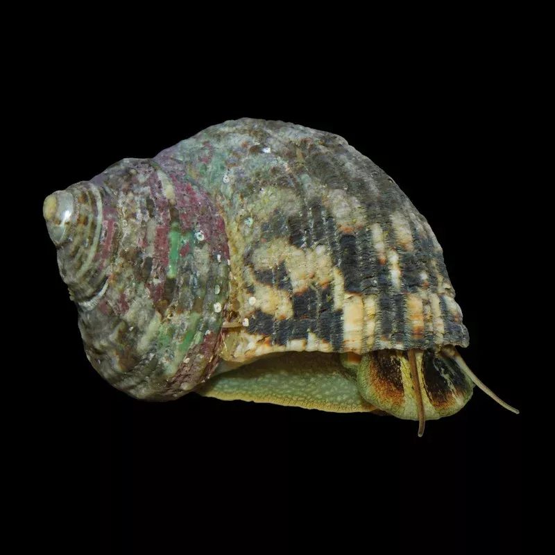 (5) Pack LARGE Mexican Turbo Snail (Turbo Fluctuosa) – Cleanup Crew