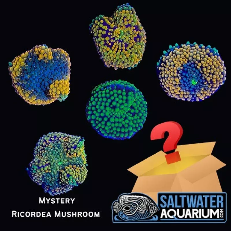(5 Pack) Random Mystery Florida Ricordea Mushroom Coral (3/4 – 1+) – SAQ Coral Farm