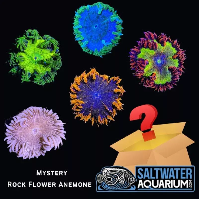 (5 Pack) Random Mystery Rock Flower Anemone Coral (3/4 – 5) – SAQ Coral Farm