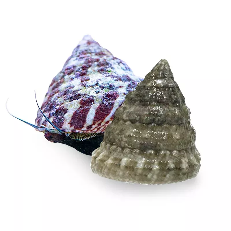 (5) Pack Trochus Snails (Trochus spp.) Banded or White – Cleanup Crew