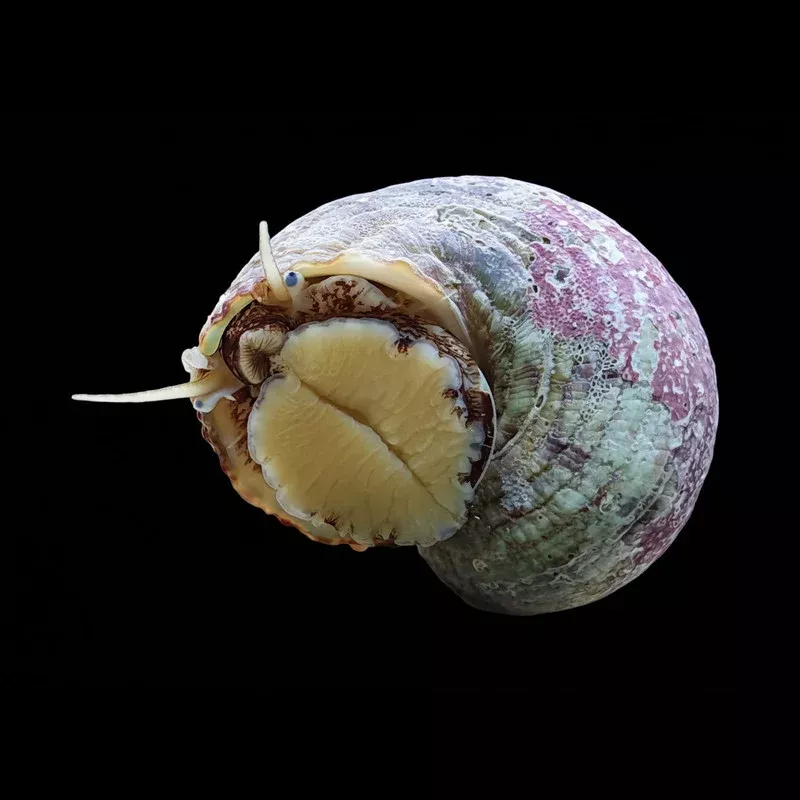 (5) Pack Tropical Turbo Snail (Turbo bruneus) – Cleanup Crew