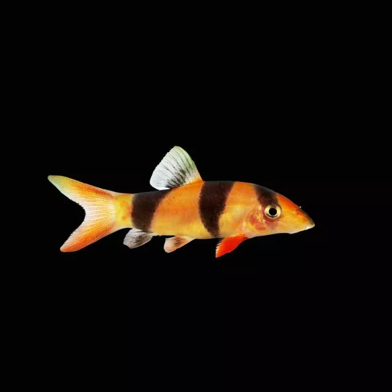 (6 Pack) Clown Loach (Freshwater) Fish – SAQ Chicago Fish