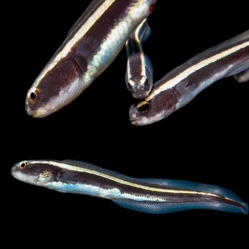 (6 PACK) Engineering Goby (Pholidichthys leucotaenia) – SAQ Chicago Fish