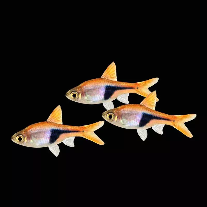 (6 Pack) Harlequin Rasbora (Freshwater) Fish – SAQ Chicago Fish