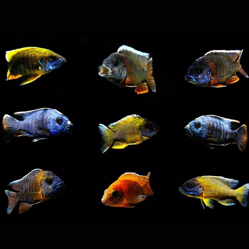 (6 PACK) Mystery Peacock Cichlid (Freshwater) Fish – SAQ Chicago Fish