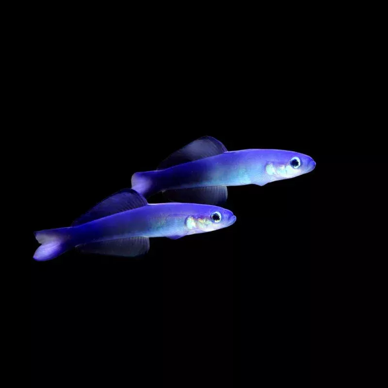 (6 PACK) Scissortail Goby (Ptereleotris evides) – SAQ Chicago Fish