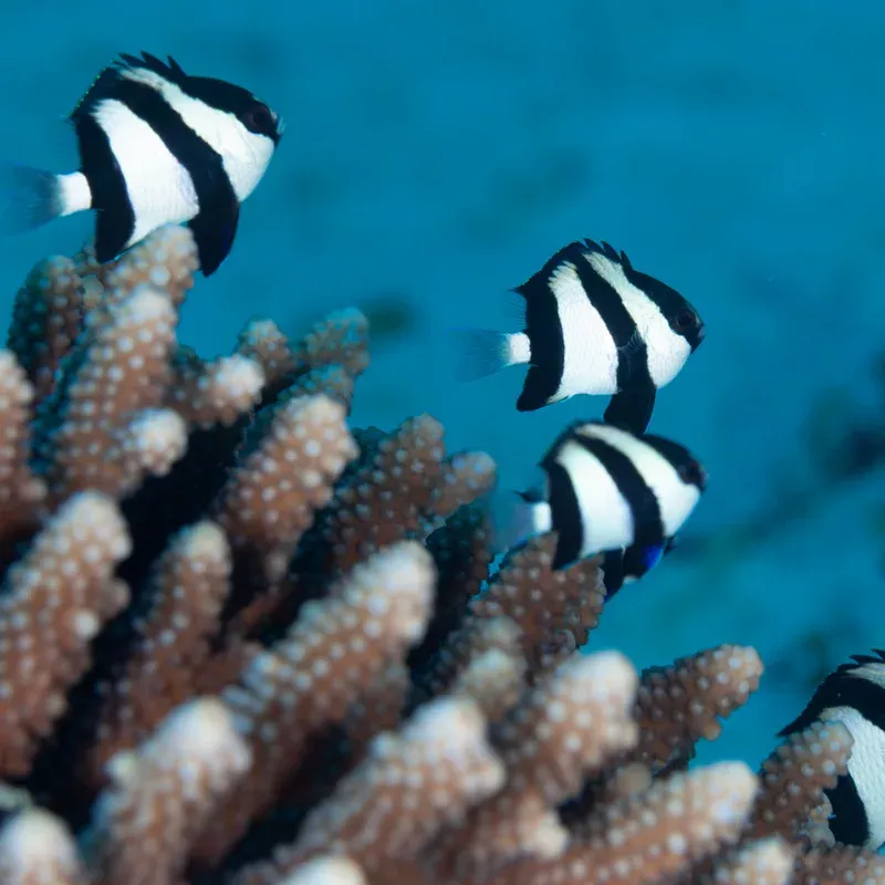 (6 PACK) Three Stripe Damsel (Dascyllus aruanus) – SAQ Chicago Fish