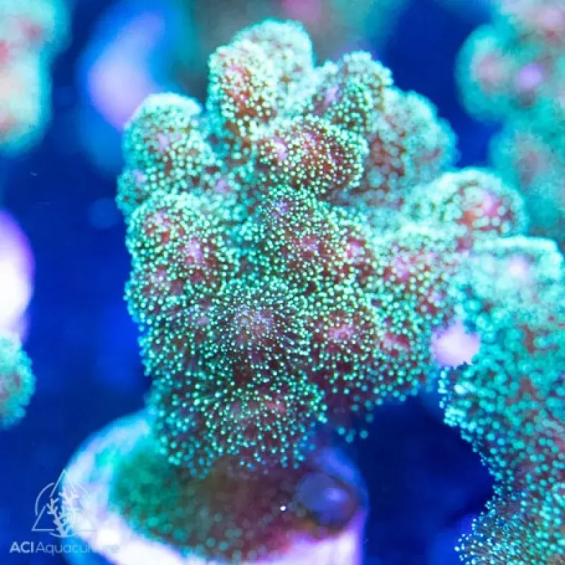 ACI Cultured Fuzzy Green Pocillopora Coral – SAQ Coral Farm