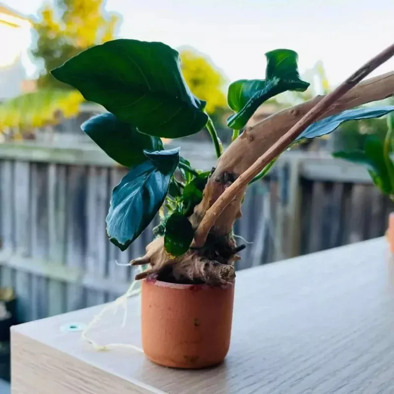 Anubias Nana On Spiderwood & Pot( Random Pot )
