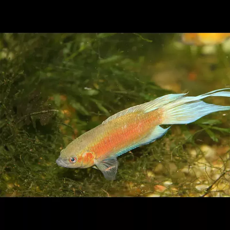 Apricot Paradise Fish 5cm