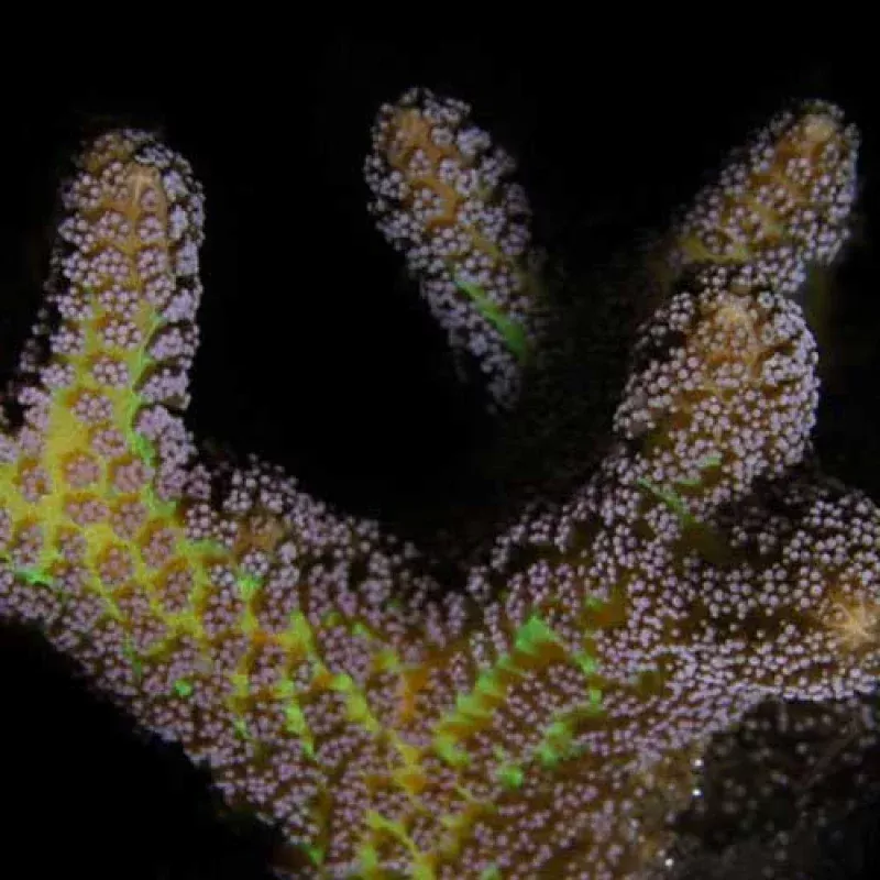 Aquacultured Bird of Paradise Coral (Seriatopora sp.) – ORA