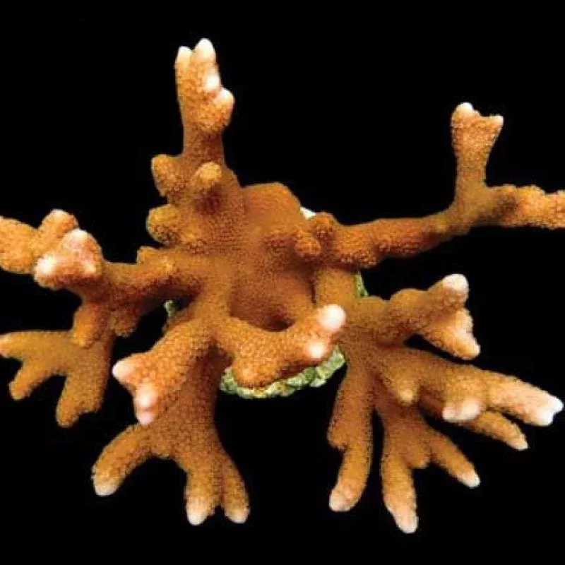 Aquacultured Peach Digitata Coral (Montipora digitata) – ORA