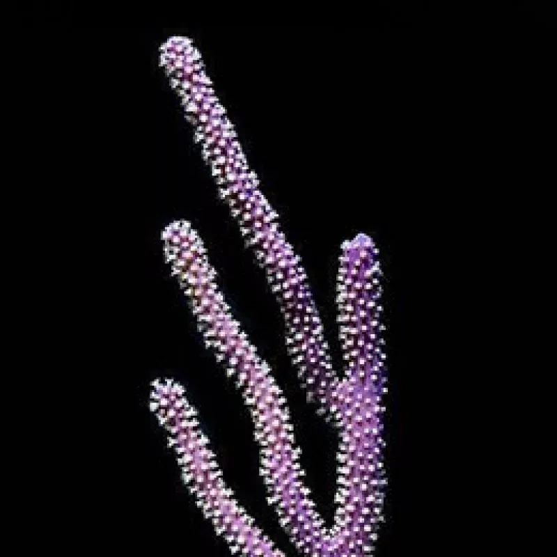 Aquacultured Purple Gorgonian Coral (Gorgonia sp.) – ORA