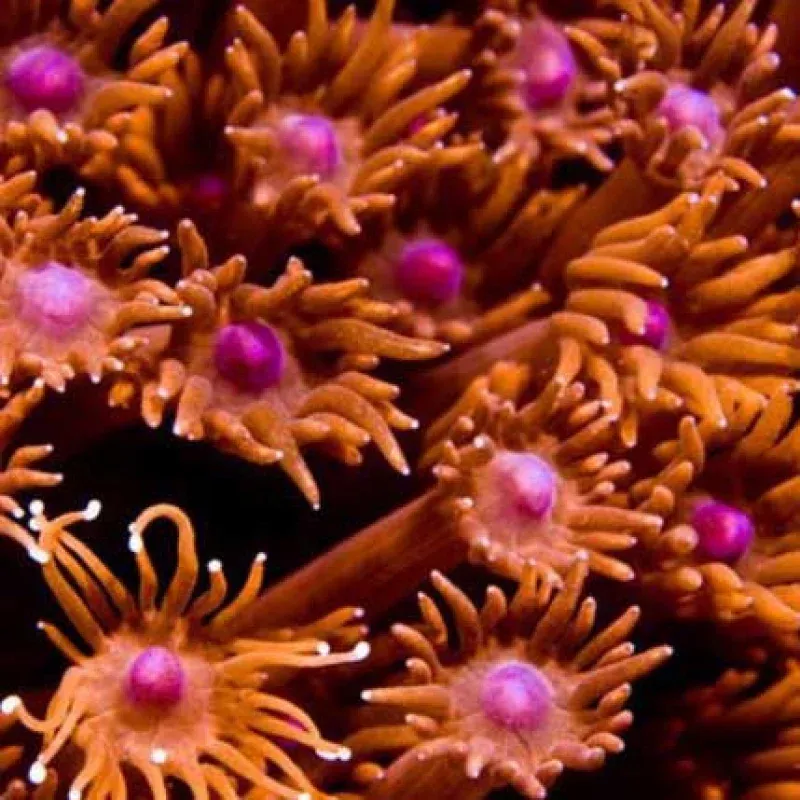 Aquacultured Red Goniopora Coral (Goniopora sp.) – ORA