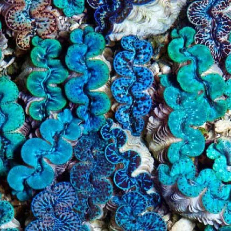 Aquacultured Ultra Grade Colored Maxima Clam 2 – ORA