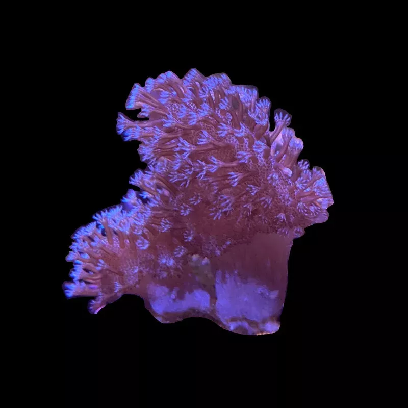 Blue Devil’s Hand Leather Coral – SAQ Coral Farm