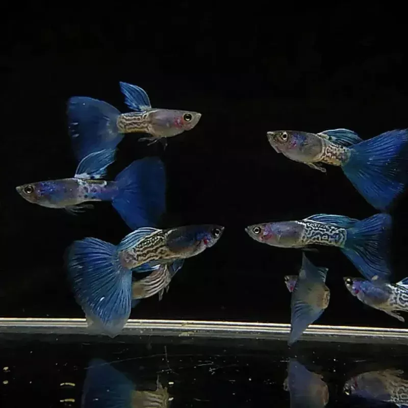Blue Metal Lace Snake Skin Guppy Pair