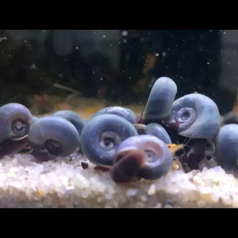 Blue Ramshorn Snail