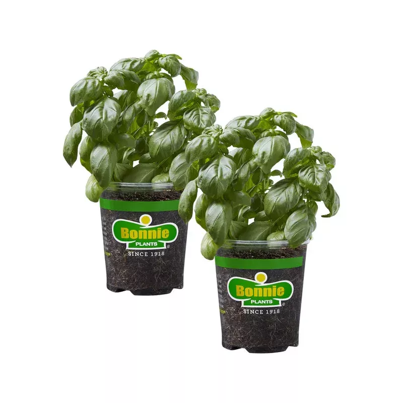 Bonnie Plants Sweet Basil (2 Pack)