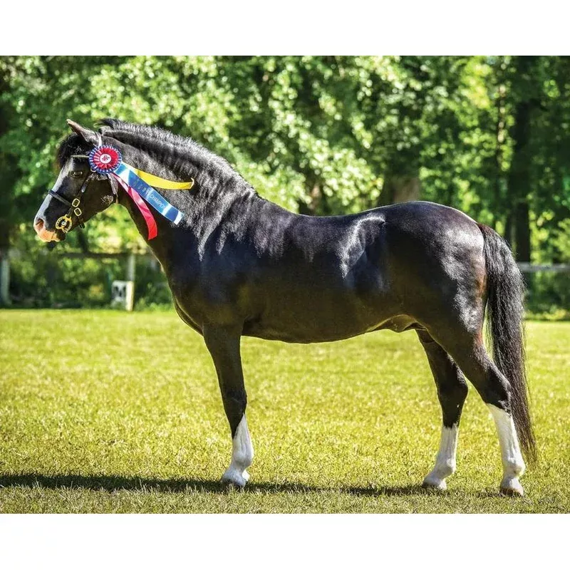 Breyer Nistar Blazing Kansas & Ethel