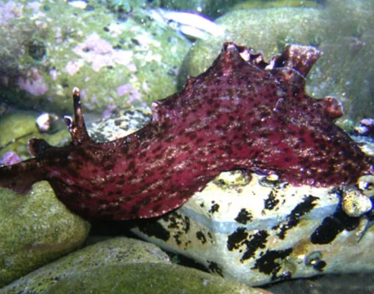 Californica Sea Hare Nudibranchs