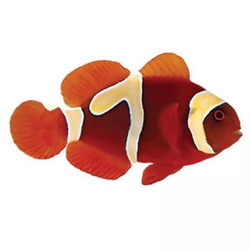 Captive-Bred Goldflake Maroon Small (Amphiprion biaculeatus) – ORA