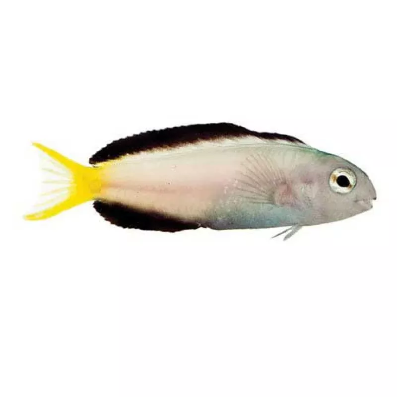 Captive-Bred Harptail Blenny (Meiacanthus mossambicus) – ORA