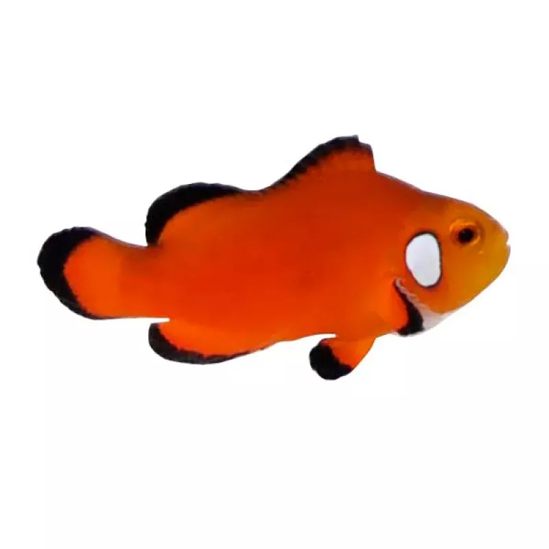 Captive-Bred Naked with Dots Ocellaris (Amphiprion ocellaris) – ORA