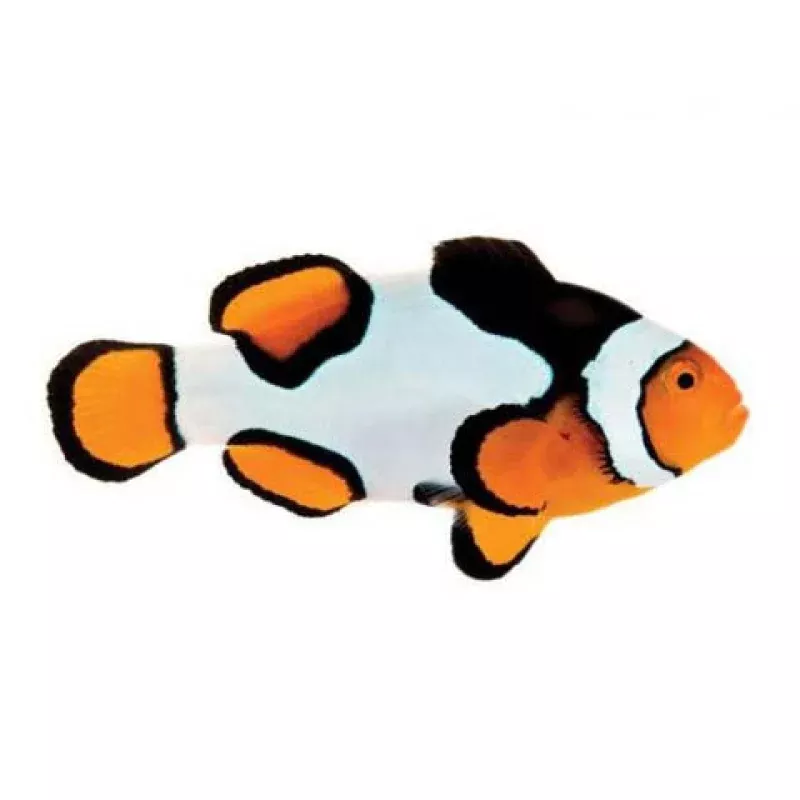 Captive-Bred Premium Picasso (Amphiprion percula) – ORA