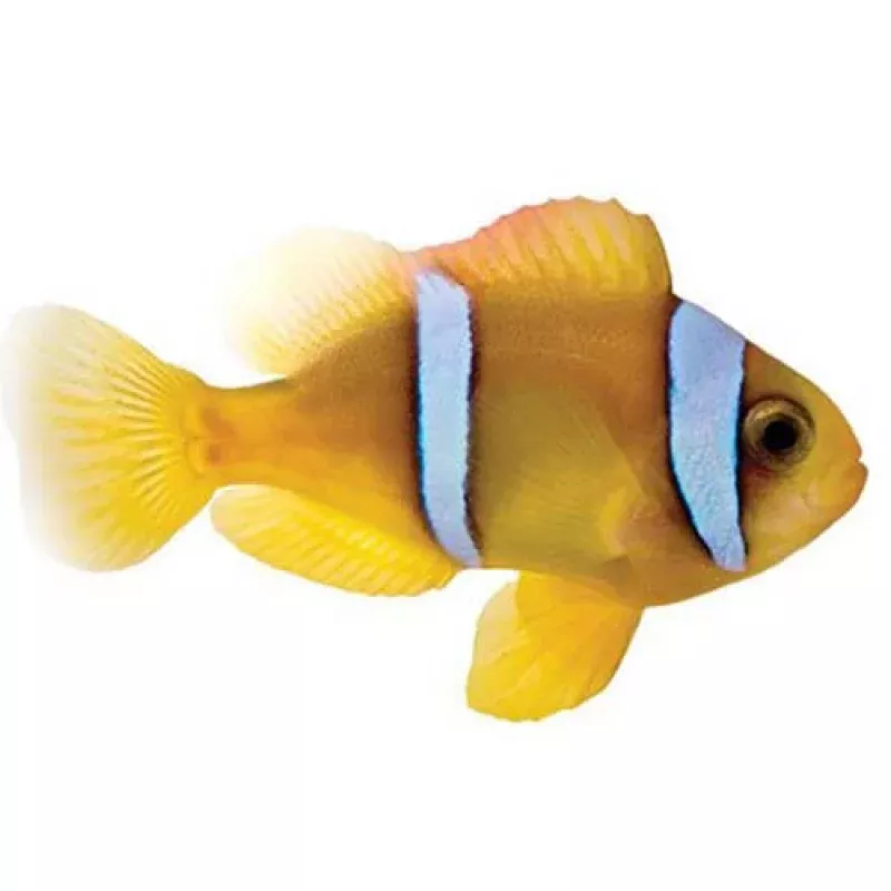 Captive-Bred Red Sea Two-Band Large (Amphiprion bicinctus) – ORA